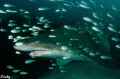   Grey nurse shark greeting us lockdown. Taken Nikon D7000 nauticam housing Byron Bay Australia lockdown  